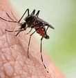A picture of Amazing mosquito killer machine 0687369088