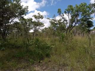 chisamba