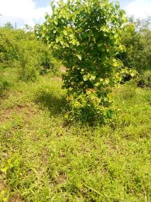 A picture of Shamba la eka 100 linauzwa milioni 20 halikatwi Linauzwa lote
