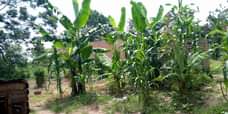 A picture of Matugga kakerenge house on quick sale