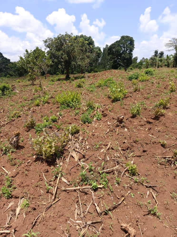 A picture of 3 fertile acres of land all at 46.5m 8km from
