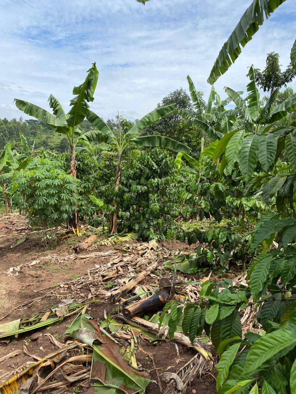 A picture of 3 ACRES ON SALE WITH A 3 BEDROOM HOUSE IN