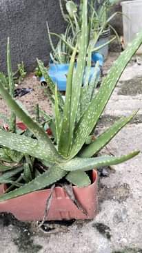 A picture of Aloe Vera