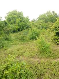 A picture of Shamba la eka 100 linauzwa shamba hili lipo hapa mbwewe