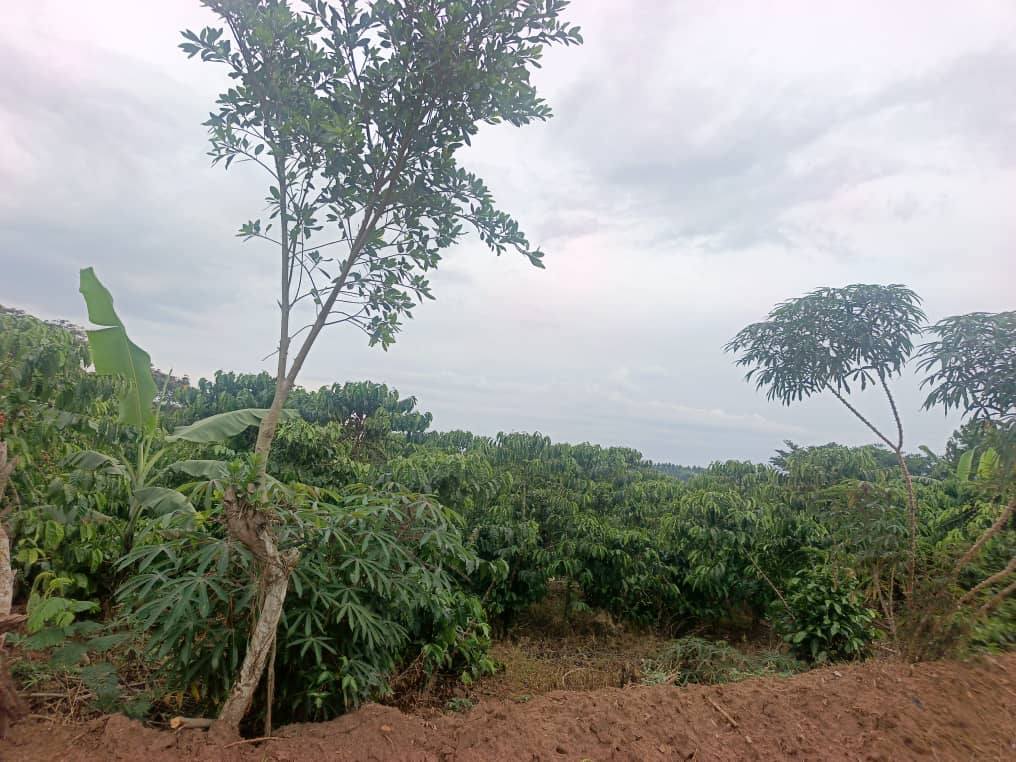 A picture of Plots at wakiso