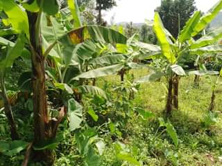 A picture of Uwanja 20M20M unauzwa milioni 27 Moshono E Complex mawasiliano 0784269583