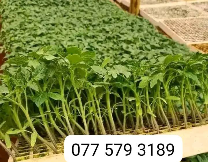 seedlings