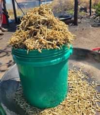 A picture of Dagaanono watamu toka Mwanza