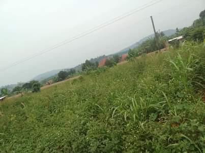 A picture of 100 by 100 ft for sale along katosi road it