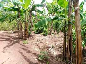 A picture of 100 70FT FOR SALE IN NAKASEKE KAPEEKA JUST 1KM FROM