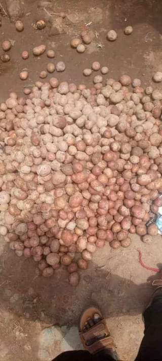 A picture of Irish potatoes