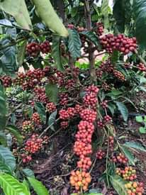 A picture of your coffee