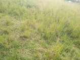 A picture of 2 fertile acres for on sale all at 13 5m