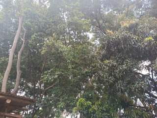 A picture of  Lucrative One acre for sale located in namugongo near