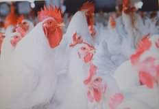 chicken mesh