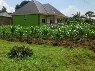 A picture of Quick plot for sale in matugga kavule plot size is