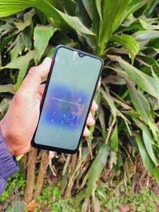 A picture of Vivo y3