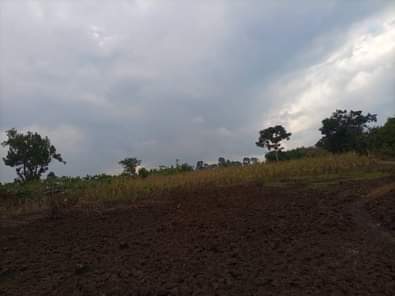 A picture of  URGENTLY MONEY NEEDED TODAY Location Mityana Land size 560