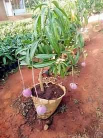 A picture of Miche ya matunda na viungo