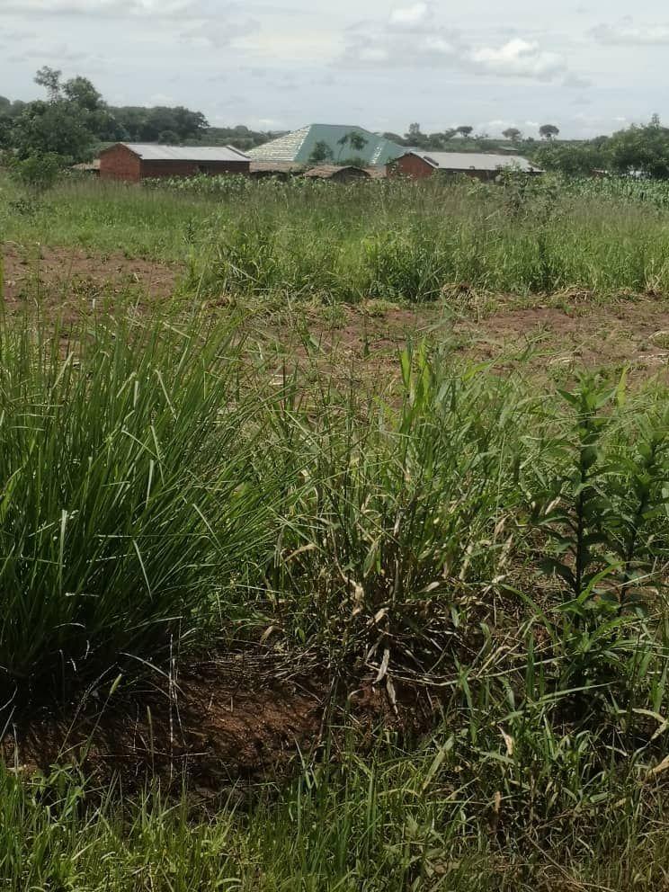 land