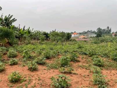 A picture of 2 Residential plots on quick sale at 6 5m each
