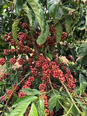 A picture of your coffee