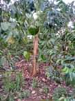 A picture of 3 ACRES OF PRIVATE MILE LAND FOR SALE 25m per