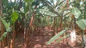 A picture of 62 ACRE FARM AT NDEJJE BOMBO 25M PER ACRE TITLED