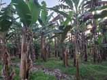 A picture of 14m READY TITLE PLOTS ON QUICK SALE 12m kisubuzi deal