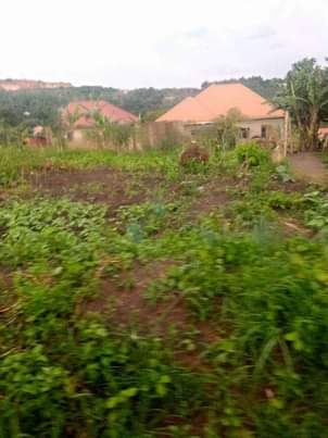 A picture of Wakiso Namusera plots