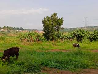 A picture of 25mMatugga kilyagonjja wakiso rd estate 10plots on sale Each plot