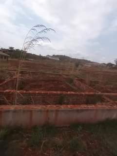 stands