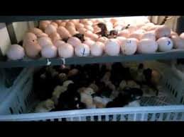 incubator