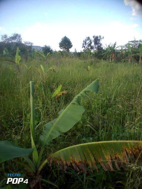 A picture of Plot