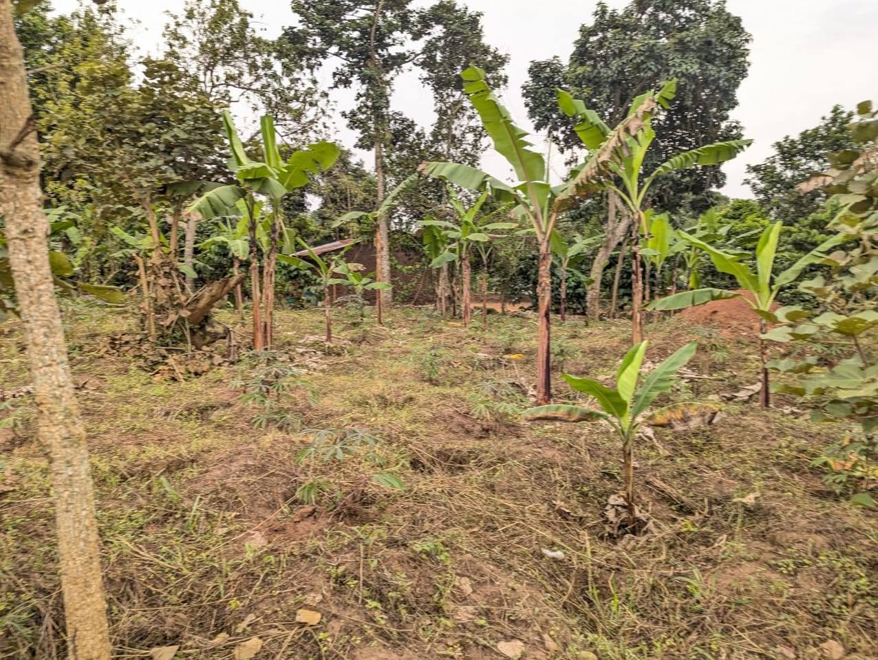 A picture of Muduuma mityana rd plot