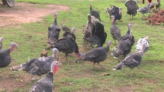 A picture of Guniea Fowls available pair 100 000 to 120 000 Turkeys