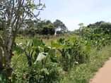 A picture of Entebbe Namulanda at 80 m shs