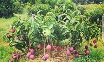 A picture of Tunauza miche ya matunda na miti mbali mbalimbali