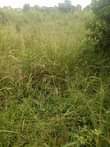 A picture of 3 fertile acres on sale all at 15m it s