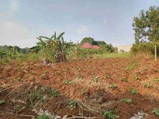 A picture of 50 100ft on sale with ready title at busukuma division