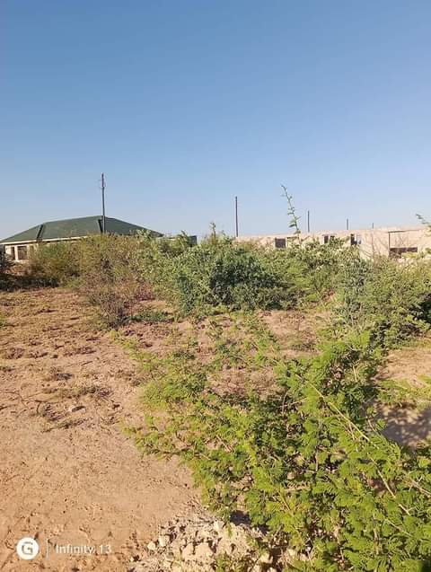 stands