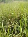 A picture of 7 acres on sale 1km from kikyusa town we sell