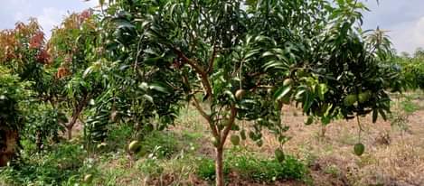 A picture of 100 Acres At 1bn ugx Luwero Kikyusa Full of Mango
