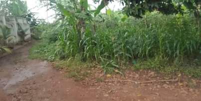 A picture of Land