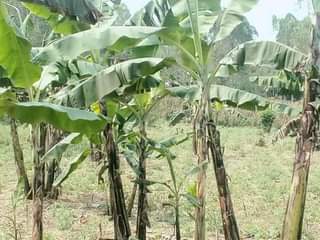 A picture of Land