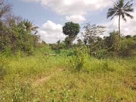 A picture of SHAMBA HEKA 20 LINA UZWA LIPO MZENGA MKOA WA PWANI