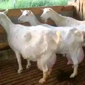 A picture of Q