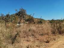 stands