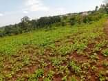 A picture of 3 plots on sale 12m at give away price kisubuzi