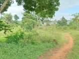 A picture of 20 ACRES AVAILABLE FOR SALE IN MUKONO KATOSI ROAD IN